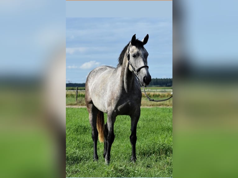 Lusitano Mare 8 years 15,2 hh Gray in Heteren