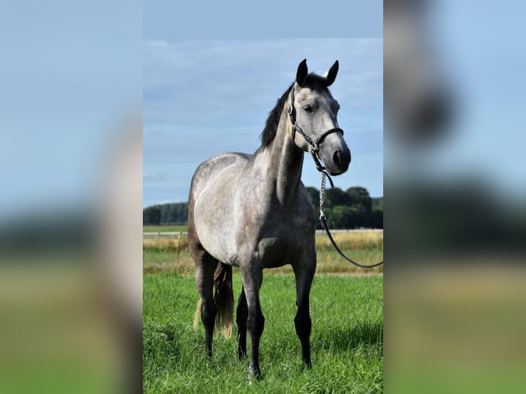 Lusitano Mare 8 years 15,2 hh Gray in Heteren