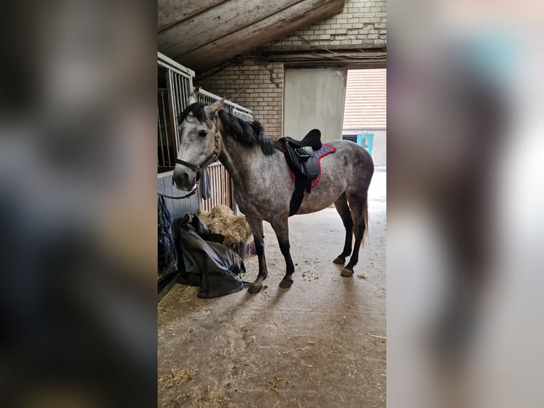 Lusitano Mare 8 years 15,2 hh Gray in Heteren