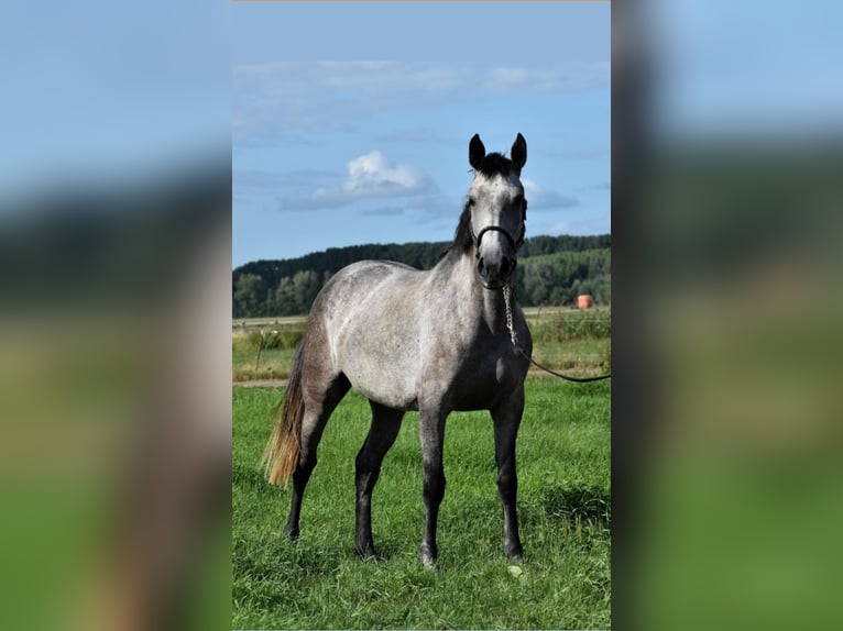 Lusitano Mare 8 years 15,2 hh Gray in Heteren