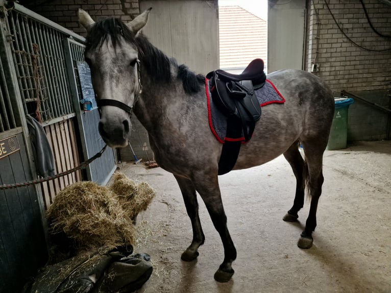 Lusitano Mare 8 years 15,2 hh Gray in Heteren