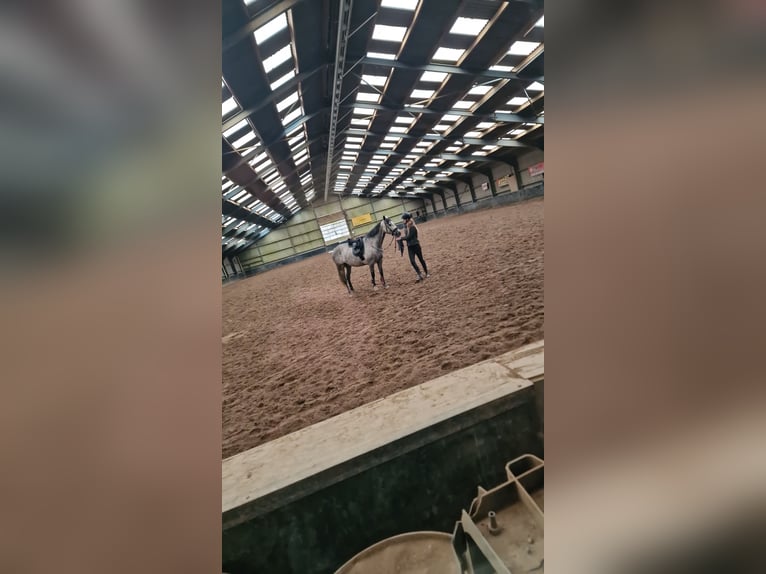 Lusitano Mare 8 years 15,2 hh Gray in Heteren