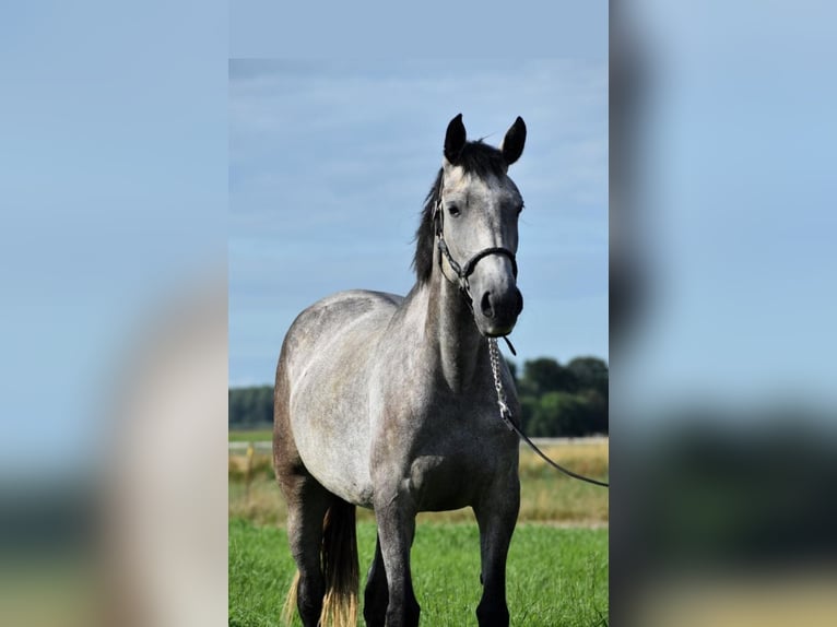 Lusitano Mare 8 years 15,2 hh Gray in Heteren