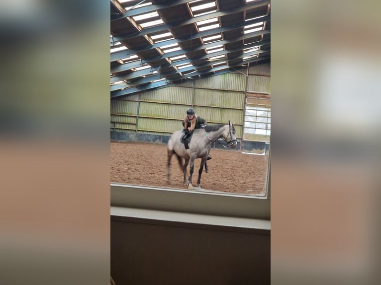 Lusitano Mare 8 years 15,2 hh Gray in Heteren