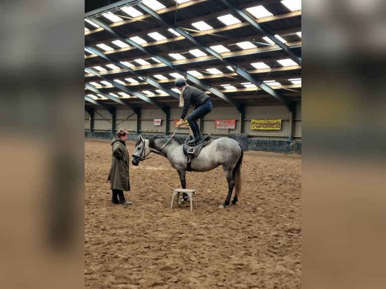 Lusitano Mare 8 years 15,2 hh Gray in Heteren