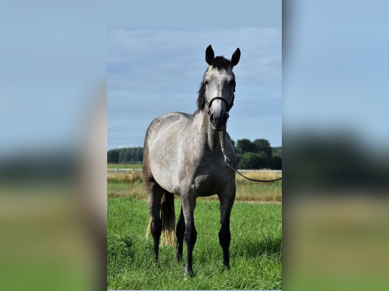 Lusitano Mare 8 years 15,2 hh Gray in Heteren