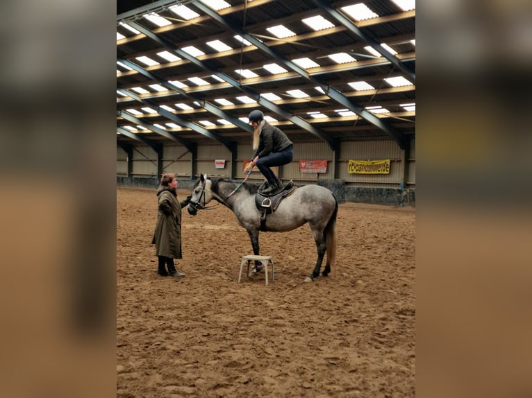 Lusitano Mare 8 years 15,2 hh Gray in Heteren