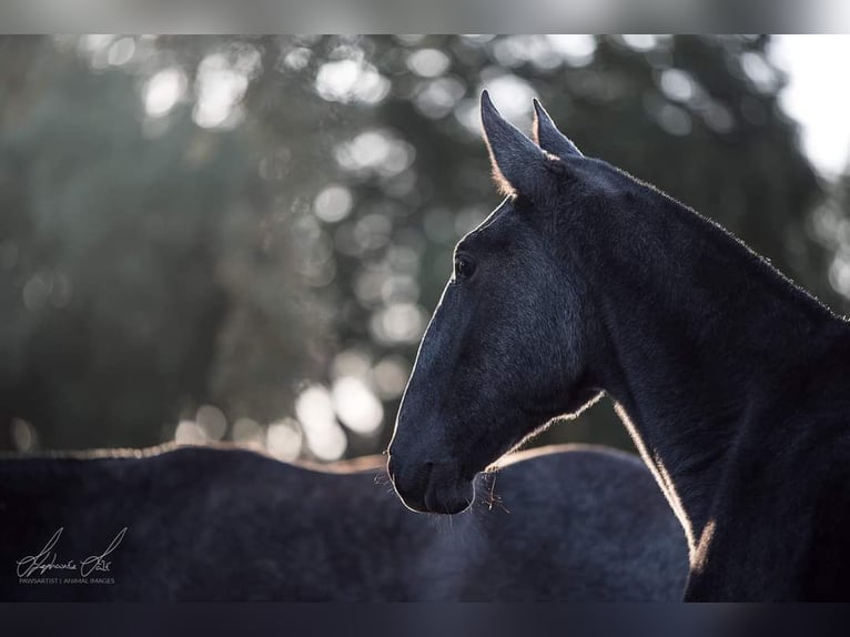 Lusitano Mare 8 years 15,2 hh Gray-Fleabitten in Postfeld