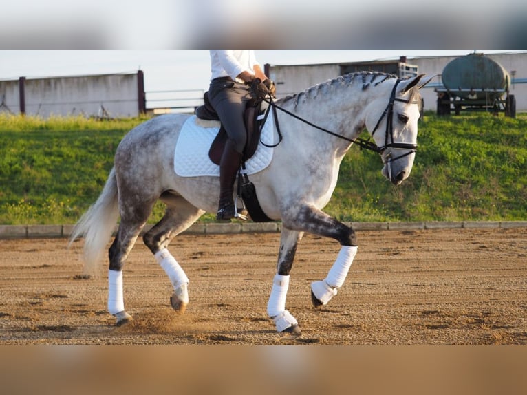 Lusitano Mare 8 years 16,1 hh Gray in NAVAS DEL MADRONO