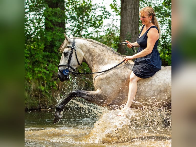 Lusitano Mare 8 years 16 hh Grey in Courtedoux