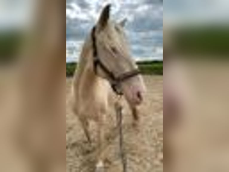 Lusitano Mare 9 years 14,2 hh Cremello in Weiterstadt