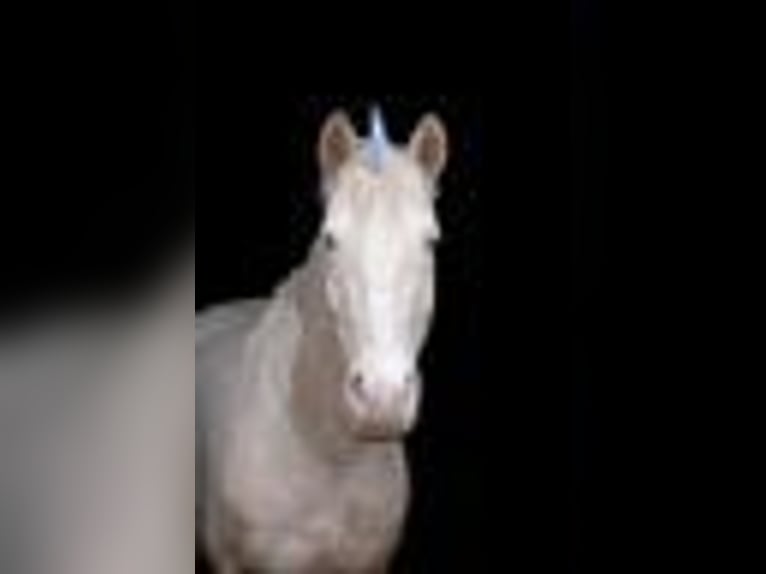 Lusitano Mare 9 years 14,2 hh Cremello in Weiterstadt
