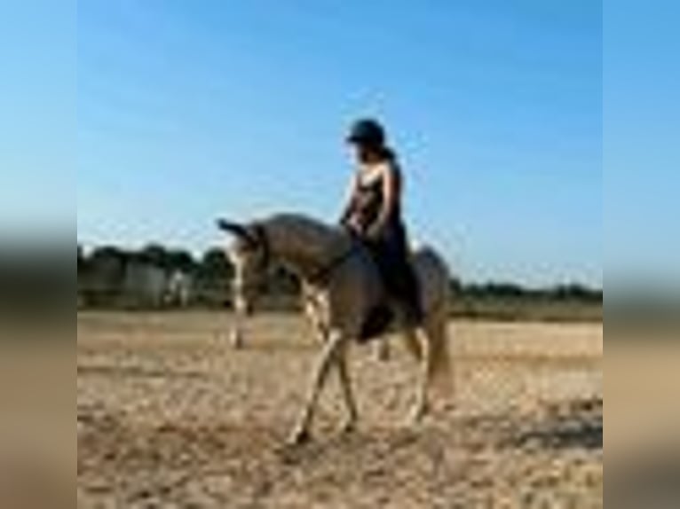 Lusitano Mare 9 years 14,2 hh Cremello in Weiterstadt