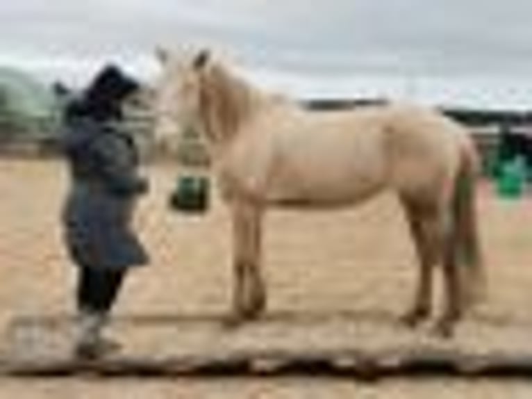 Lusitano Mare 9 years 14,2 hh Cremello in Weiterstadt