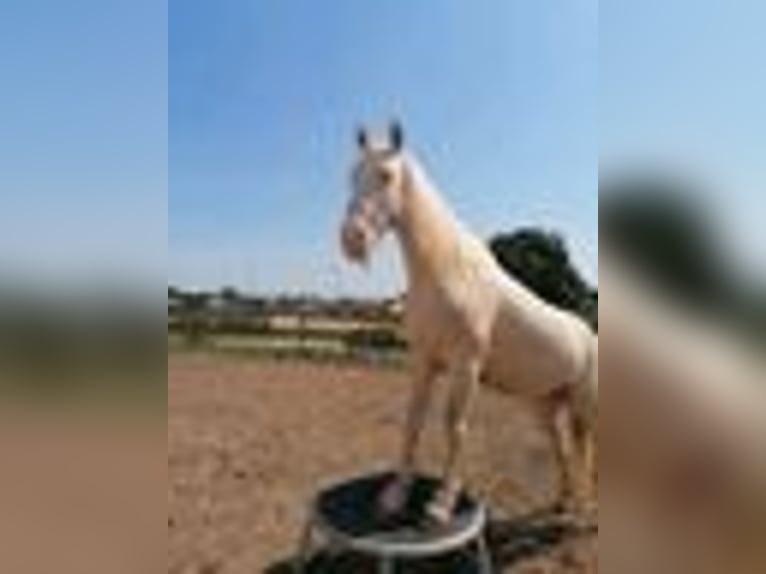 Lusitano Mare 9 years 14,2 hh Cremello in Weiterstadt