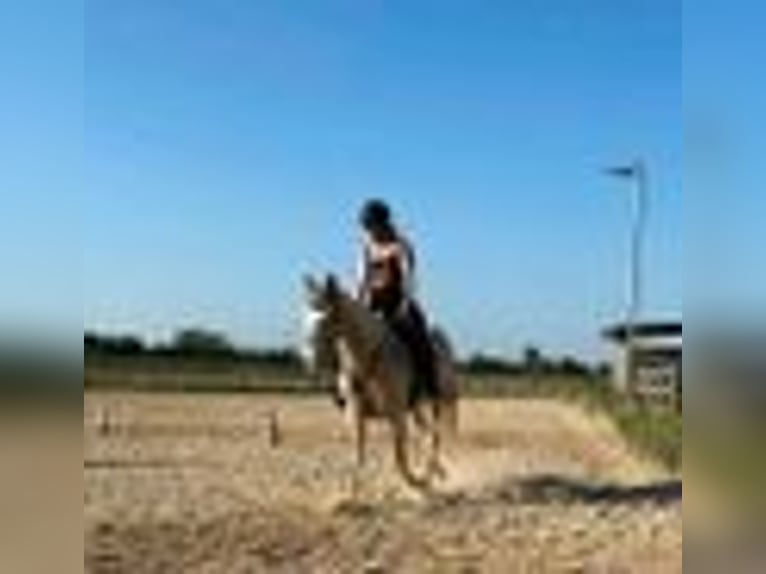Lusitano Mare 9 years 14,2 hh Cremello in Weiterstadt