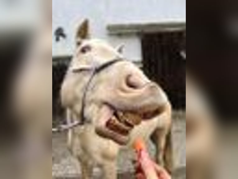 Lusitano Mare 9 years 14,2 hh Cremello in Weiterstadt