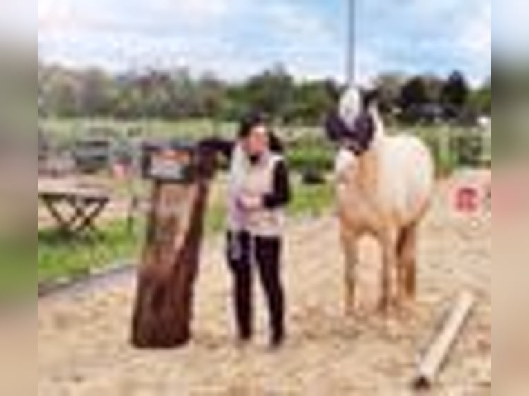 Lusitano Mare 9 years 14,2 hh Cremello in Weiterstadt