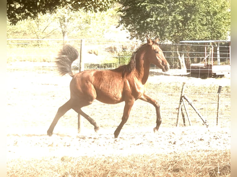Lusitano Mare 9 years 15.3 hh Grey in Cabanas de Viriato