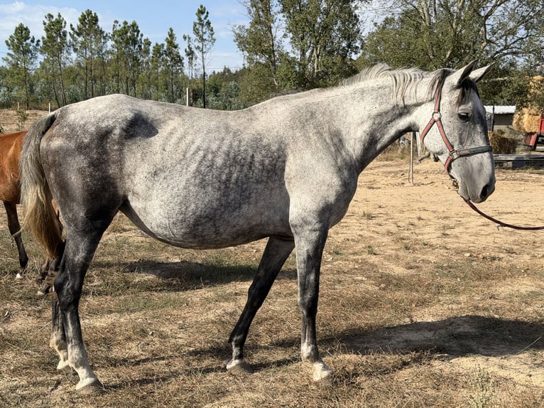 Lusitano Mare 9 years 15.3 hh Grey in Cabanas de Viriato