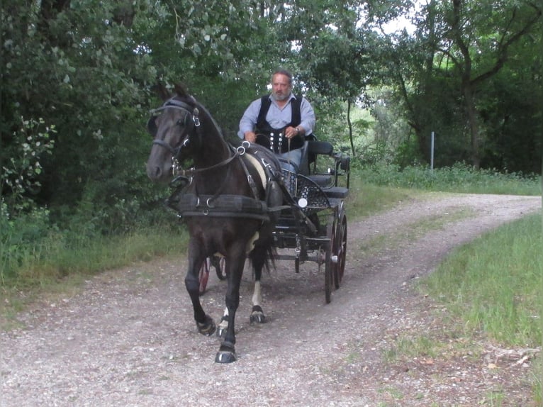 Lusitano Mare 9 years 15,1 hh Black in SIEGEN