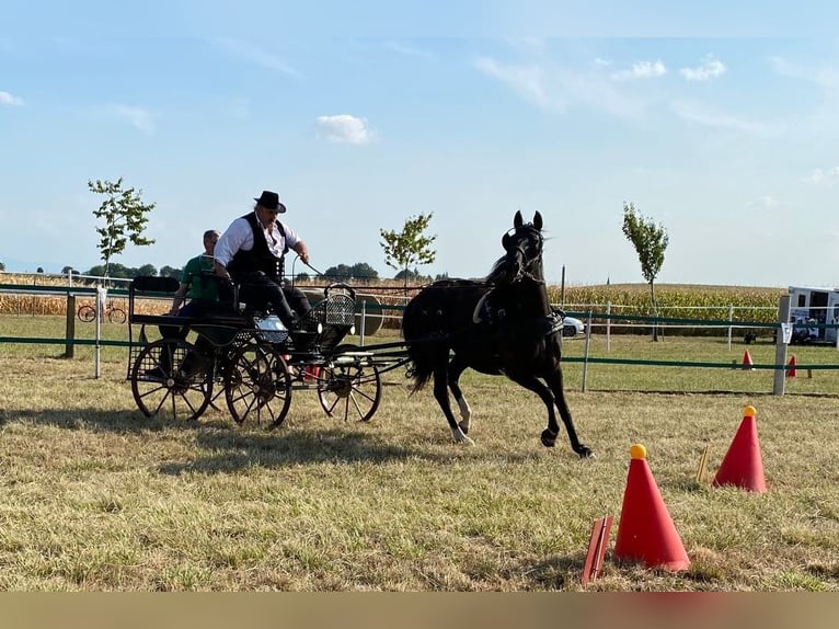 Lusitano Mare 9 years 15,1 hh Black in SIEGEN
