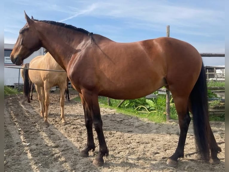 Lusitano Mare 9 years 15,1 hh Brown in Nieuw-Vennep