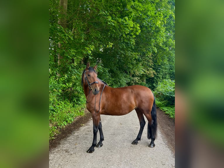 Lusitano Mare 9 years 15,2 hh Brown in KielKiel