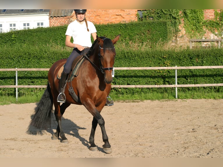 Lusitano Mare 9 years 15,2 hh Brown in KielKiel