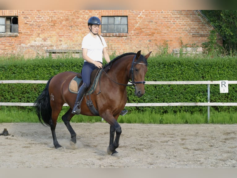 Lusitano Mare 9 years 15,2 hh Brown in KielKiel