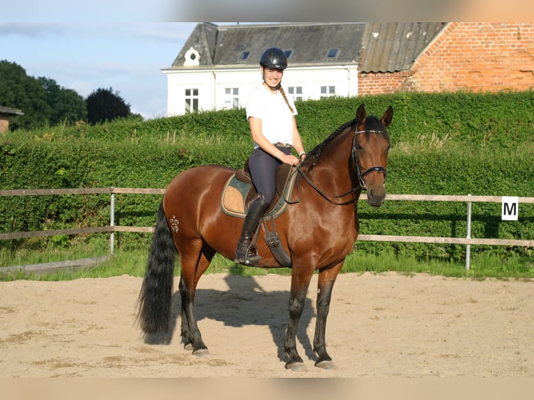 Lusitano Mare 9 years 15,2 hh Brown in KielKiel