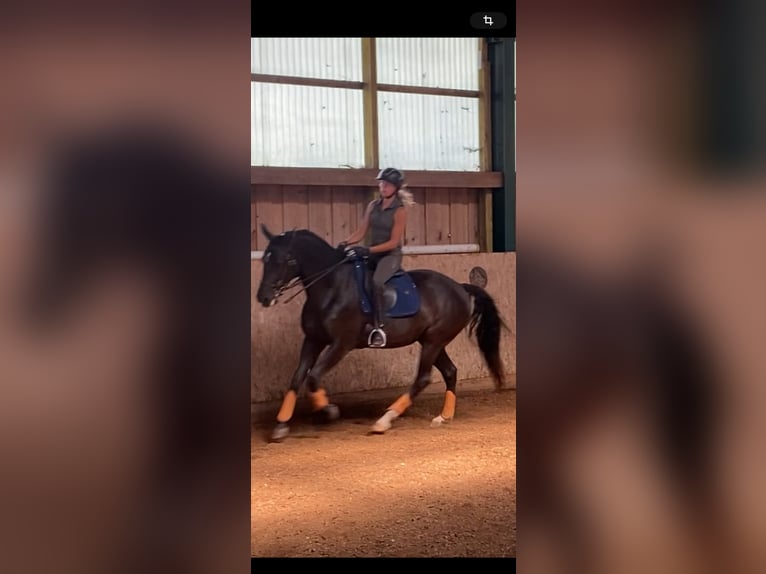 Lusitano Mare 9 years 15,2 hh Smoky-Black in Leogang