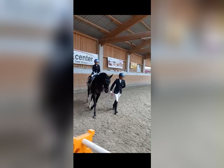 Lusitano Mare 9 years 15,2 hh Smoky-Black in Leogang