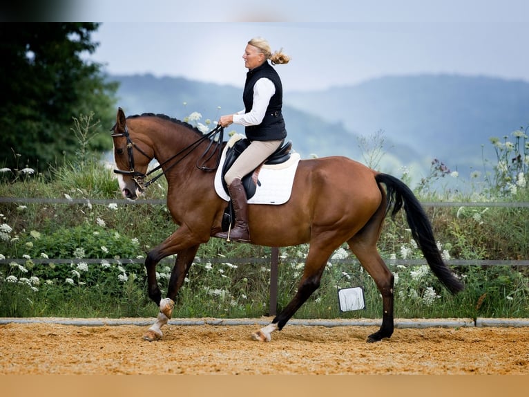 Lusitano, Mare, 9 years, 16.2 hh, Brown