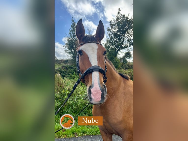 Lusitano Mare 9 years 16 hh Brown-Light in Loughrea
