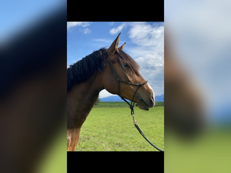 Lusitano Mare 9 years 16 hh Brown in Leogang