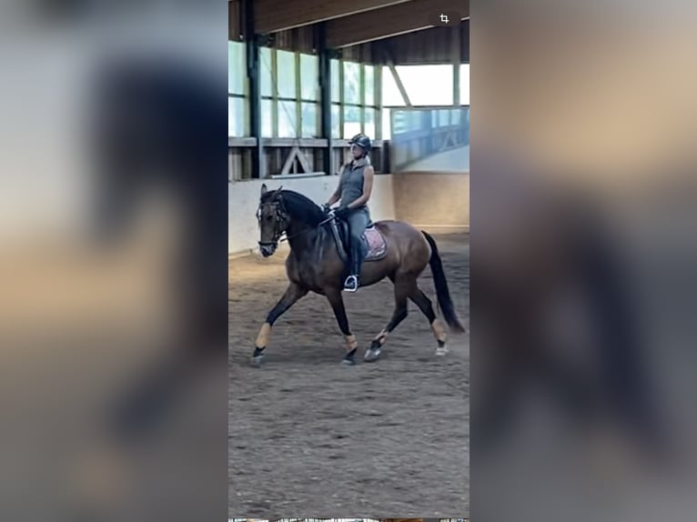 Lusitano Mare 9 years 16 hh Brown in Leogang