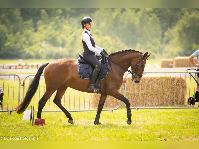 Lusitano Mare 9 years 16 hh Brown in Bergen op Zoom