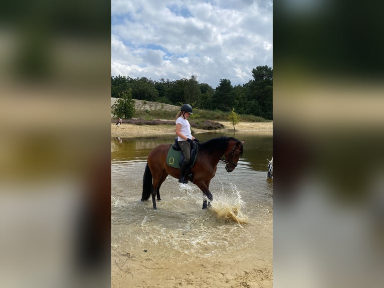 Lusitano Mare 9 years 16 hh Brown in Bergen op Zoom