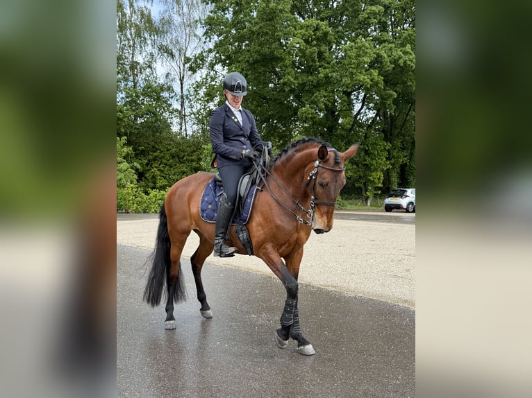Lusitano Mare 9 years 16 hh Brown in Bergen op Zoom