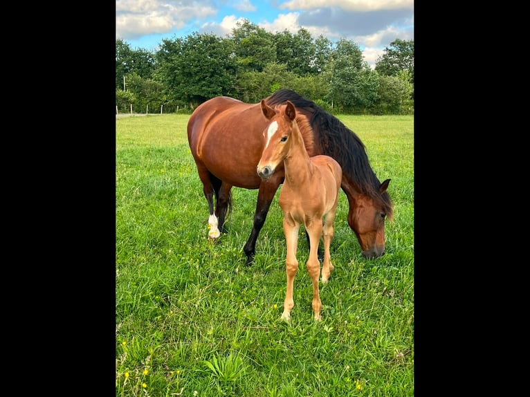Lusitano Mare Foal (05/2026) 12.2 hh Chestnut-Red in Sucé sur Erdre
