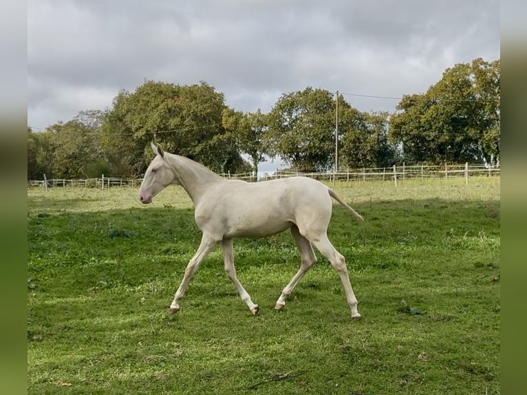 Lusitano Mare Foal (03/2025) 13,1 hh Cremello in Guérande Lusitano Mare Foal (03/2025) 13,1 hh Cremello in Guérande
