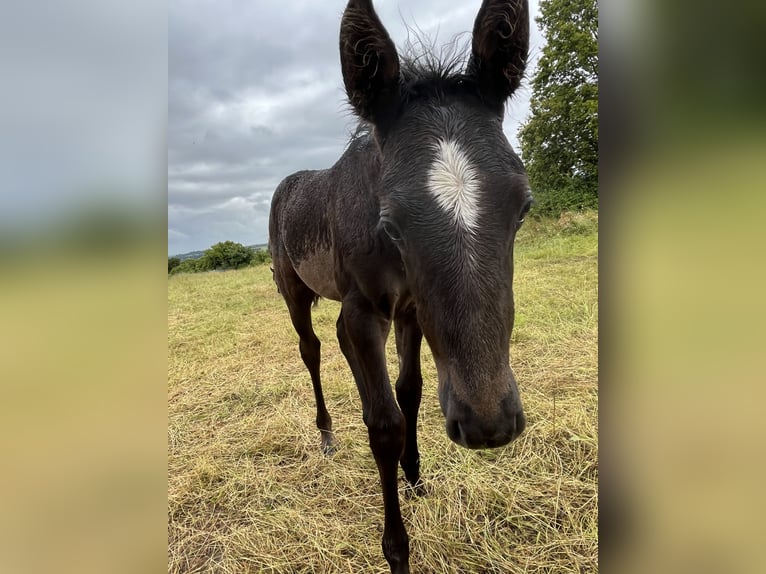 Lusitano Mare Foal (06/2024) 15,1 hh Brown Falb mold in Thouare sur Loire