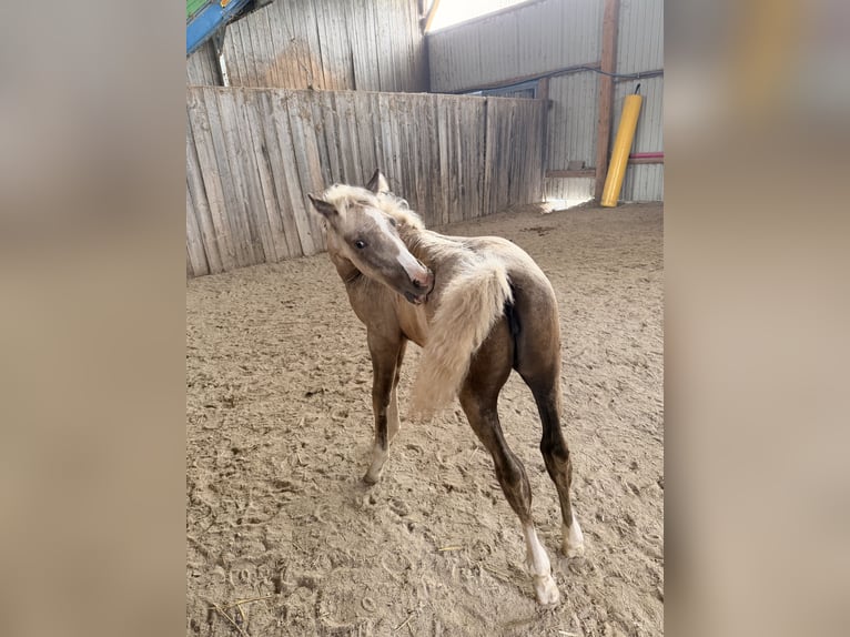 Lusitano Mix Mare Foal (06/2026) 15.1 hh Palomino in Beutelsbach