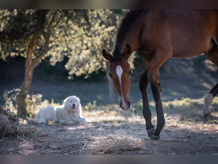 Lusitano Mare Foal (02/2024) 15,2 hh Brown in Rio Major