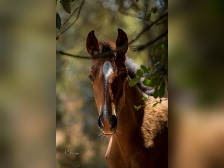 Lusitano Mare Foal (02/2024) 15,2 hh Brown in Rio Major