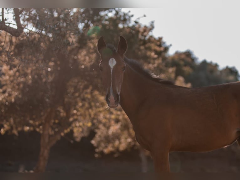 Lusitano Mare Foal (02/2024) 15,2 hh Brown in Rio Major