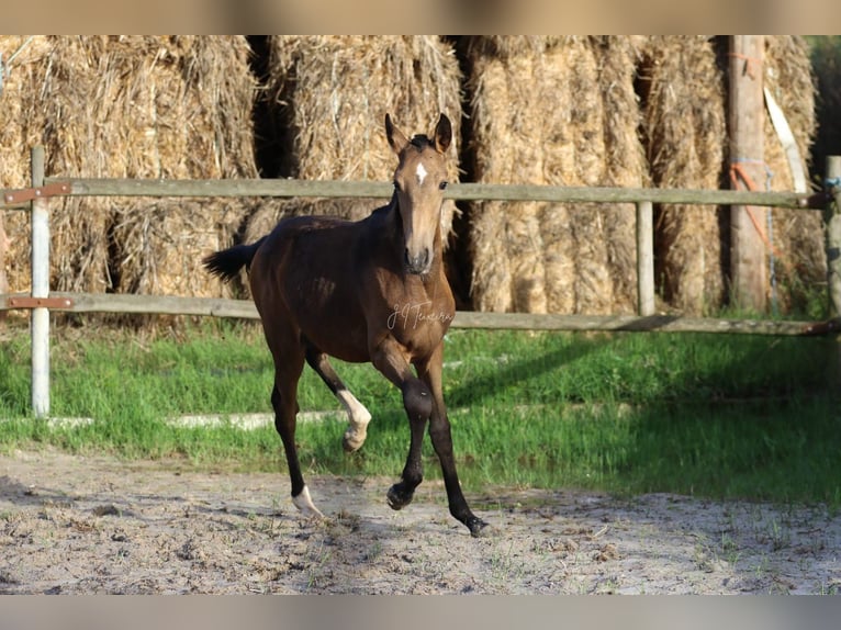 Lusitano Mare Foal (03/2024) 15,2 hh Buckskin in Rio Maior