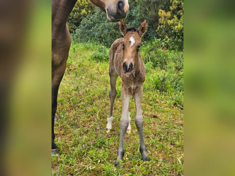 Lusitano Mare Foal (03/2024) 15,2 hh Buckskin in Rio Maior