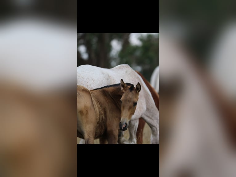 Lusitano Mare Foal (01/2024) 15,2 hh Buckskin in Rio Maior